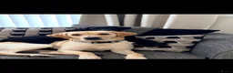 Labrador Retriever dogs for stud: Kylo  - Advert 5