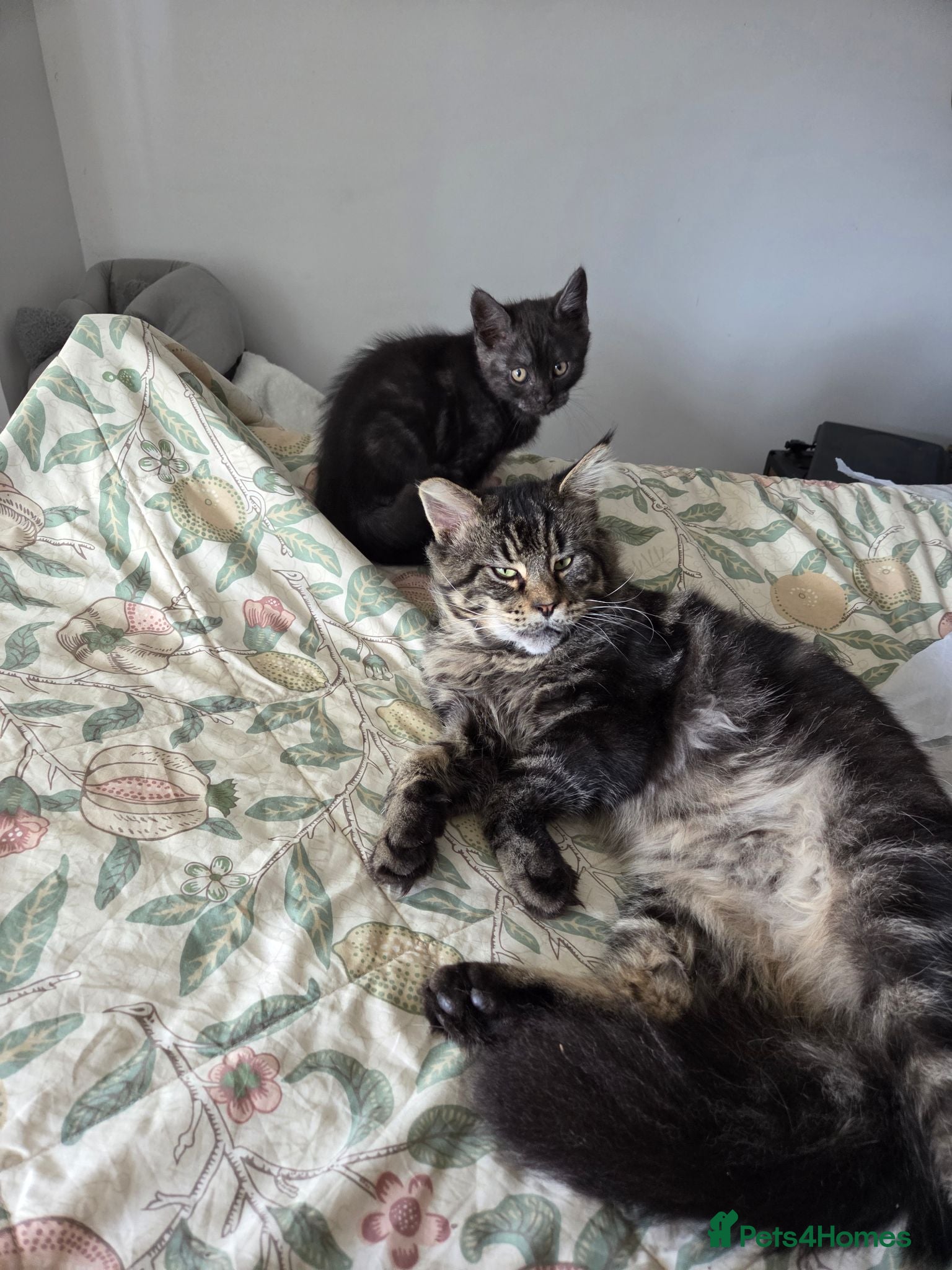 Mixed Breed cats Maine coon x British shorthair  - Advert 19