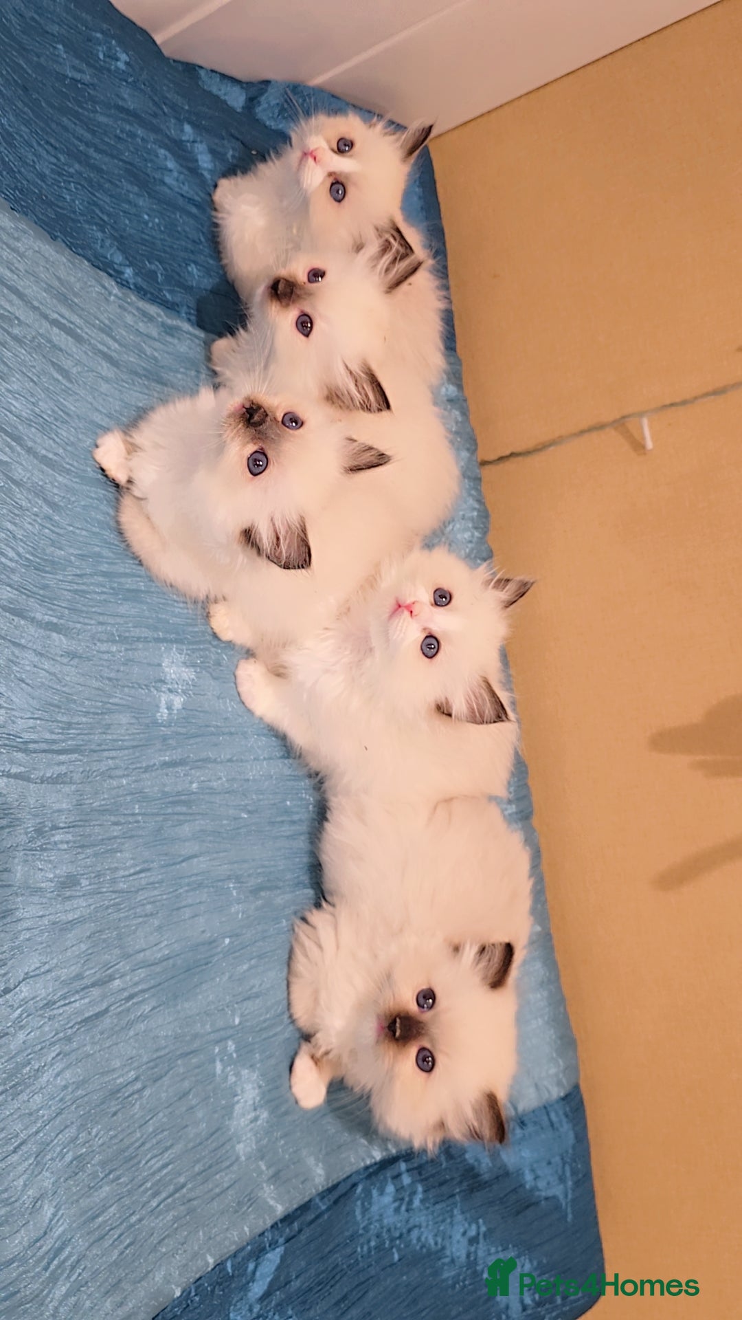 Ragdoll cats for sale: TICA REGISTERED KITTENS/Active - Advert 5