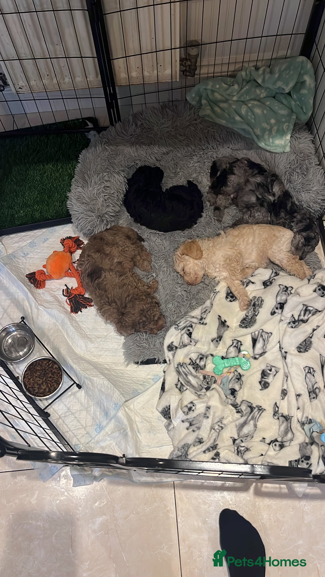 Cockapoo dogs for sale: Stunning health tested F1b cockerpoo puppies - Advert 6