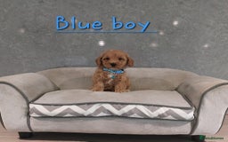 Cavachon dogs for sale: Beautiful Cavapoochon puppies 🥰 - Image 11