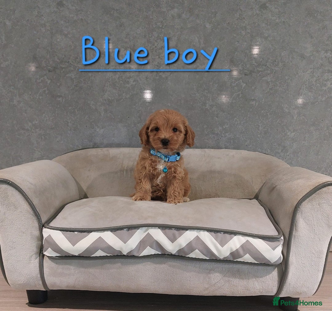 Cavachon dogs for sale: Beautiful Cavapoochon puppies 🥰 - Image 11