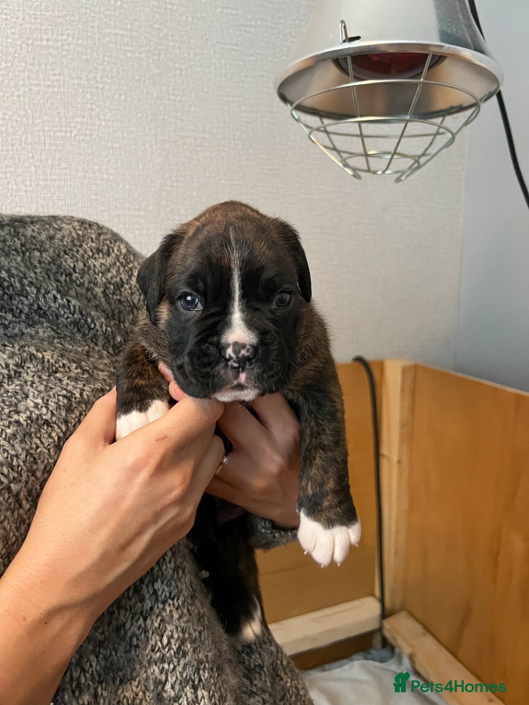 Boxer dogs for sale: Rare Beautiful KC registered puppies for sale  - Advert 7