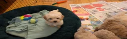 Maltipoo dogs for sale: Toy Maltipoo Puppies - READY NOW - Advert 10