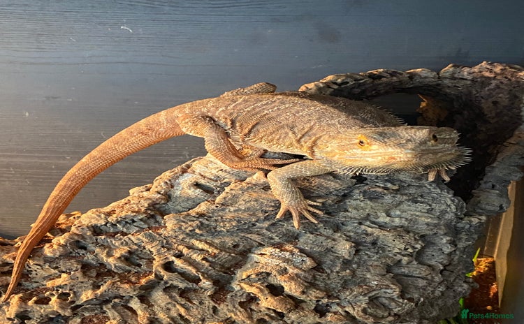 Dragon reptiles - Advert 2