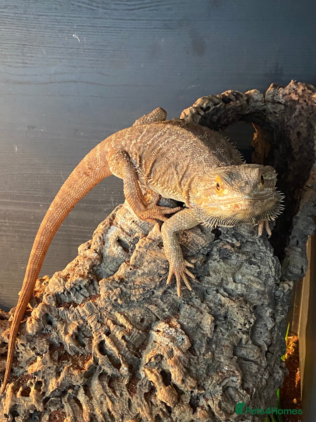 Dragon reptiles for sale: Bearded dragon with 4 foot vivarium - Image 1