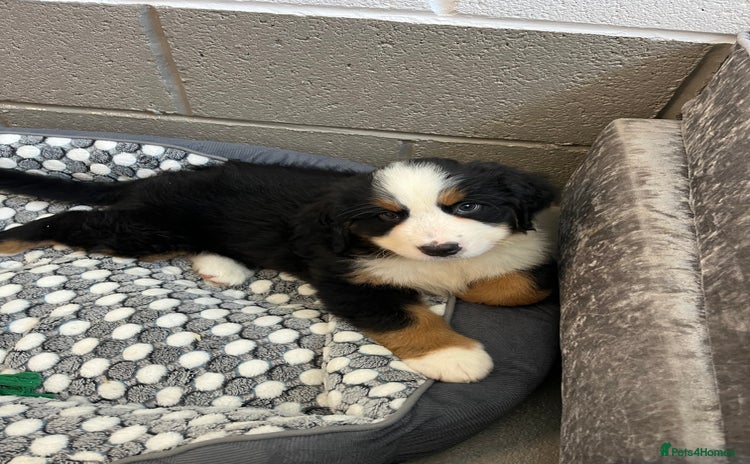 Bernese Mountain Dog dogs - Advert 2