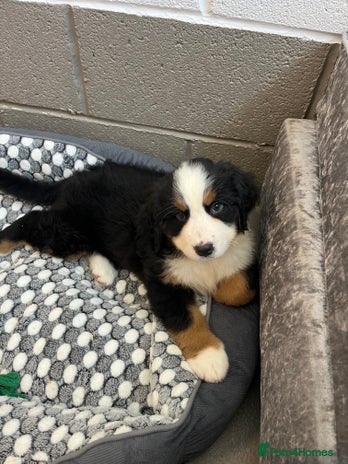 Bernese Mountain Dog Adoption near Me: Find Your Furry Friend