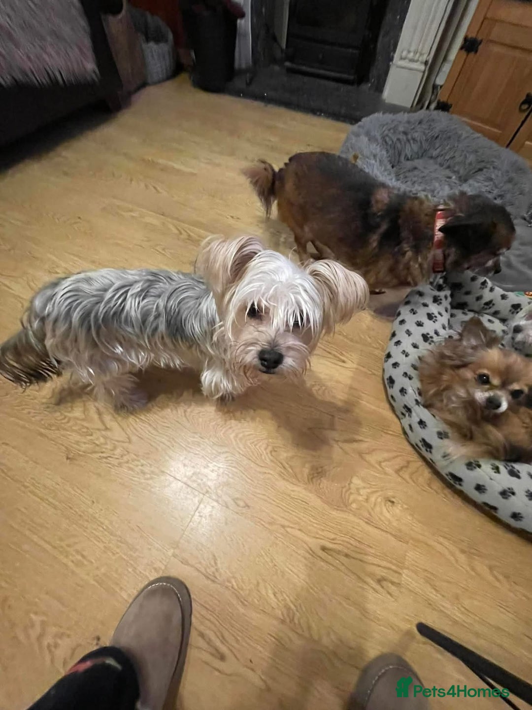 Yorkshire Terrier dogs for adoption: Posie. Hingham Norfolk  - Advert 7