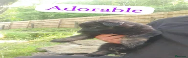 German Shepherd Puppy 6