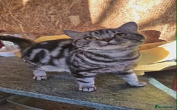 British Shorthair cats for sale: 2 adult British Shorthair girls - Advert 2