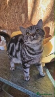 British Shorthair cats 2 adult British Shorthair girls - Advert 3