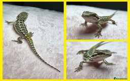 Bearded Dragon reptiles for sale: 6 Baby Bearded Dragons - Advert 7