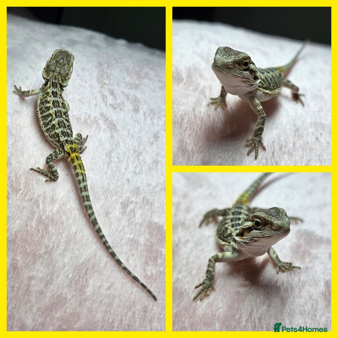 Bearded Dragon reptiles for sale: 6 Baby Bearded Dragons - Advert 7