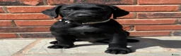 Labrador Retriever dogs for sale: Black KC working Labrador puppies - Advert 3