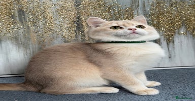 British Shorthair cats British shorthair golden TICA - Advert 11