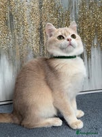 British Shorthair cats British shorthair golden TICA - Advert 11