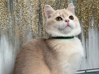 British Shorthair cats British shorthair golden TICA - Advert 14