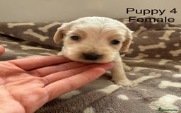 Cocker Spaniel dogs for sale: 🐾⭐️Exceptional ShowType Cocker Spaniel Puppys🐾⭐️ - Image 16