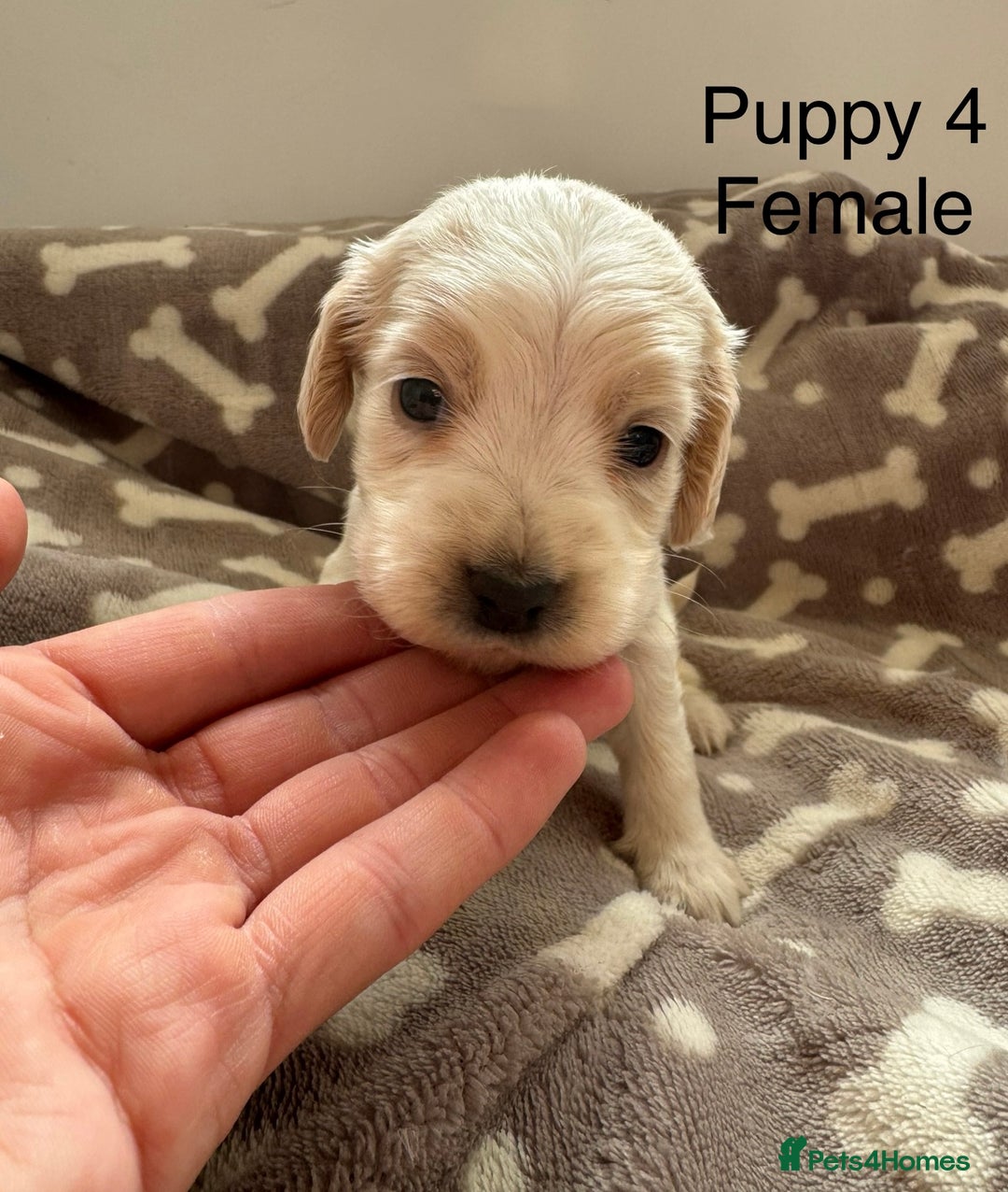 Cocker Spaniel dogs for sale: 🐾⭐️Exceptional ShowType Cocker Spaniel Puppys🐾⭐️ - Image 16