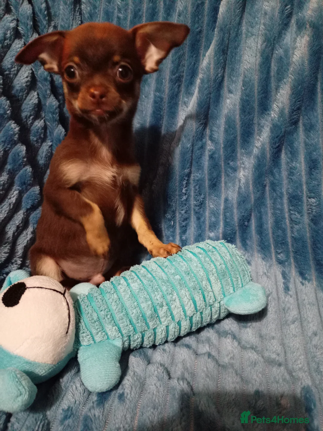 Chihuahua dogs for sale: Chocolate and tan Chihuahua puppies - Advert 2