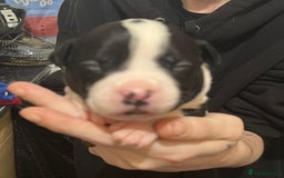 Mixed Breed dogs for sale: 4 Beautiful puppies looking for forever homes. - Image 5