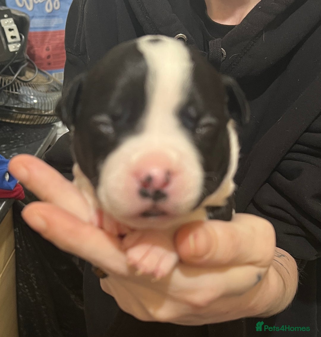 Mixed Breed dogs for sale: 4 Beautiful puppies looking for forever homes. - Image 5