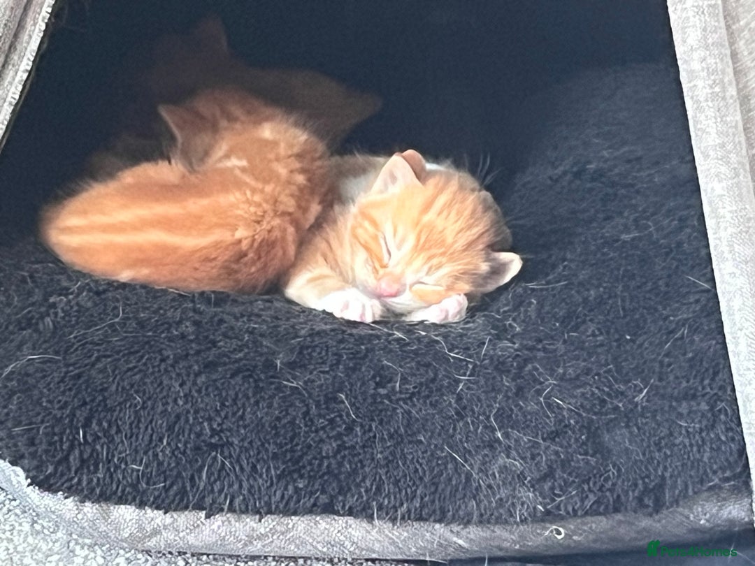 Domestic Shorthair cats for sale: Ginger male kittens  - Image 2