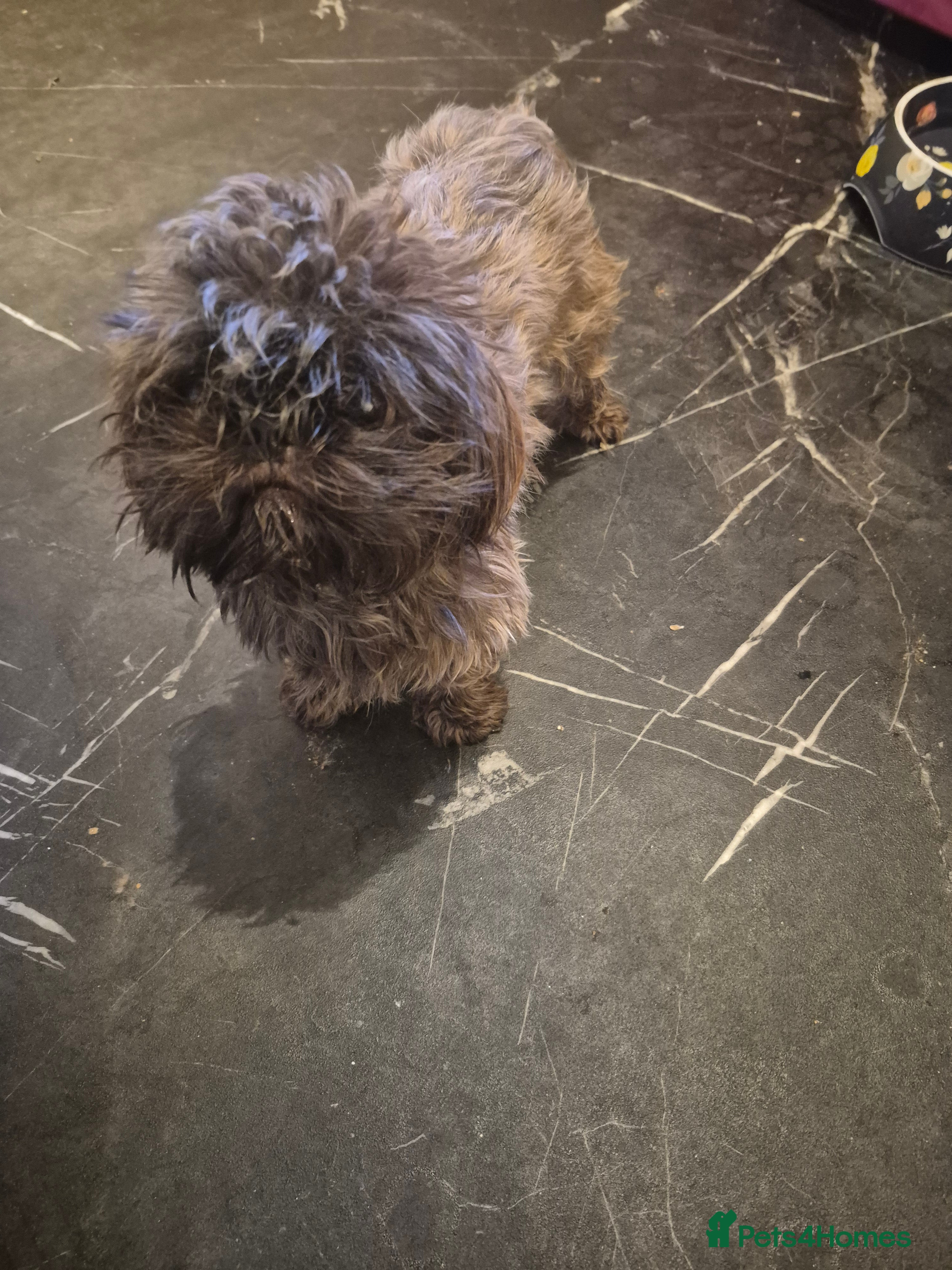 Shih Tzu dogs Shi tzu - Advert 7