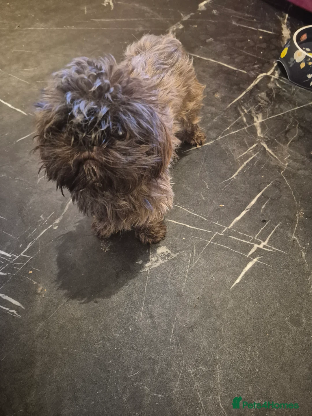 Shih Tzu dogs for sale: Shi tzu - Advert 1