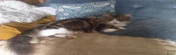 Maine Coon cats for sale: Maine Coon Neutered Queen - Advert 4