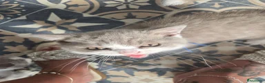 British Shorthair Kitten 3 this is a boy not a gril