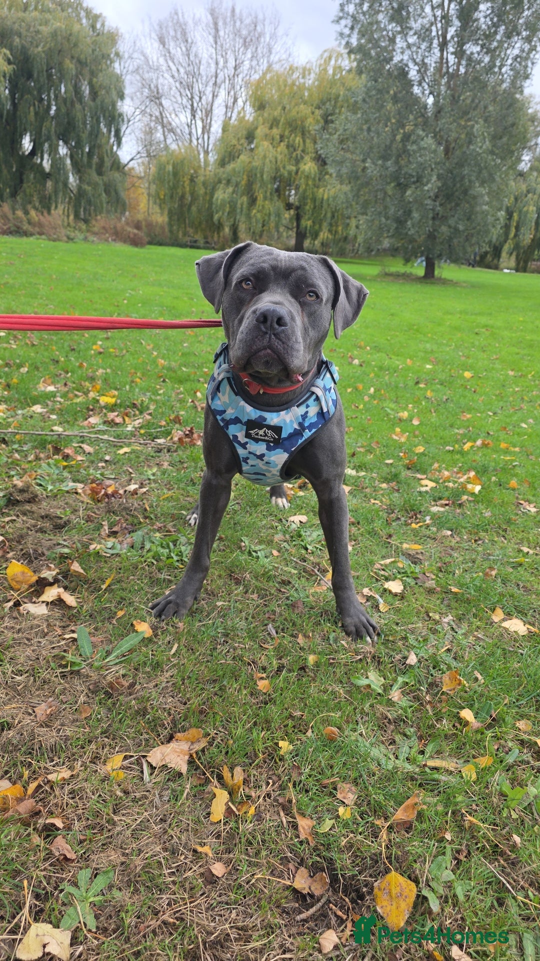 Mixed Breed dogs for sale: Cane corso  - Image 7