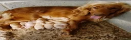Cocker Spaniel dogs for sale: Working cocker spaniels  - Advert 13