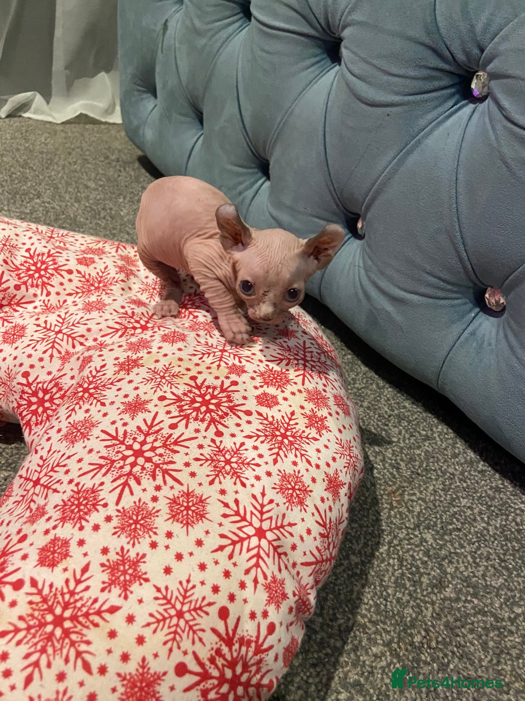 Sphynx cats for sale: Sphynx kittens for sale  - Image 5