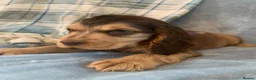 Cocker Spaniel dogs for sale: Show type cocker spaniel puppy’s  - Advert 3