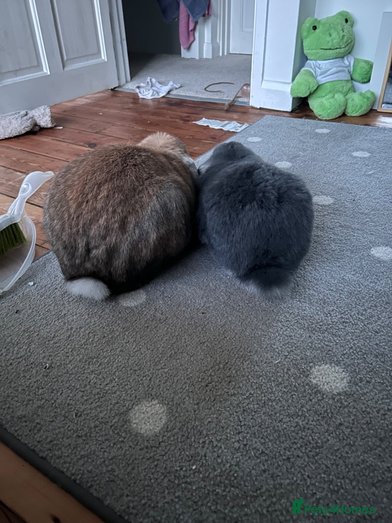 French Lop rabbits for sale: two gorgeous male french lops one giant  in Etchingham - Advert 3