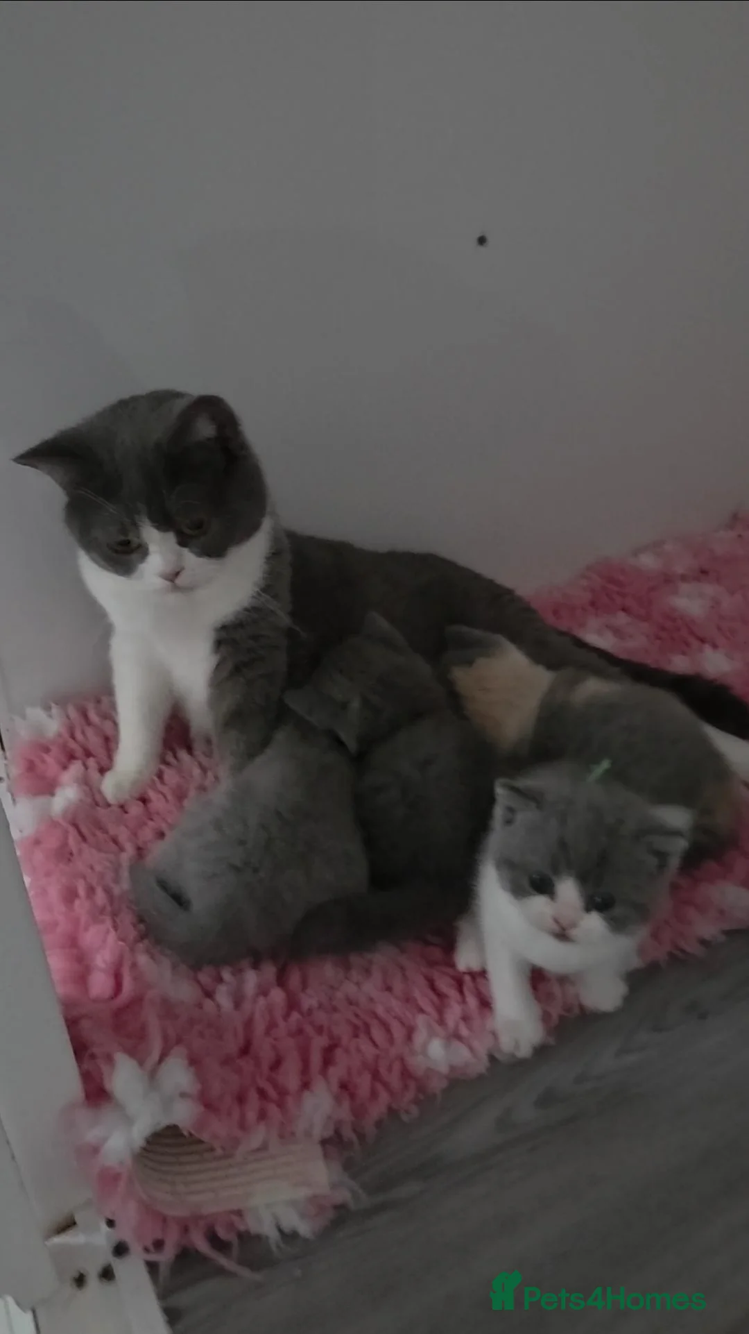 British Shorthair cats for sale: Tica registered British Shorthaired kittens - Advert 30