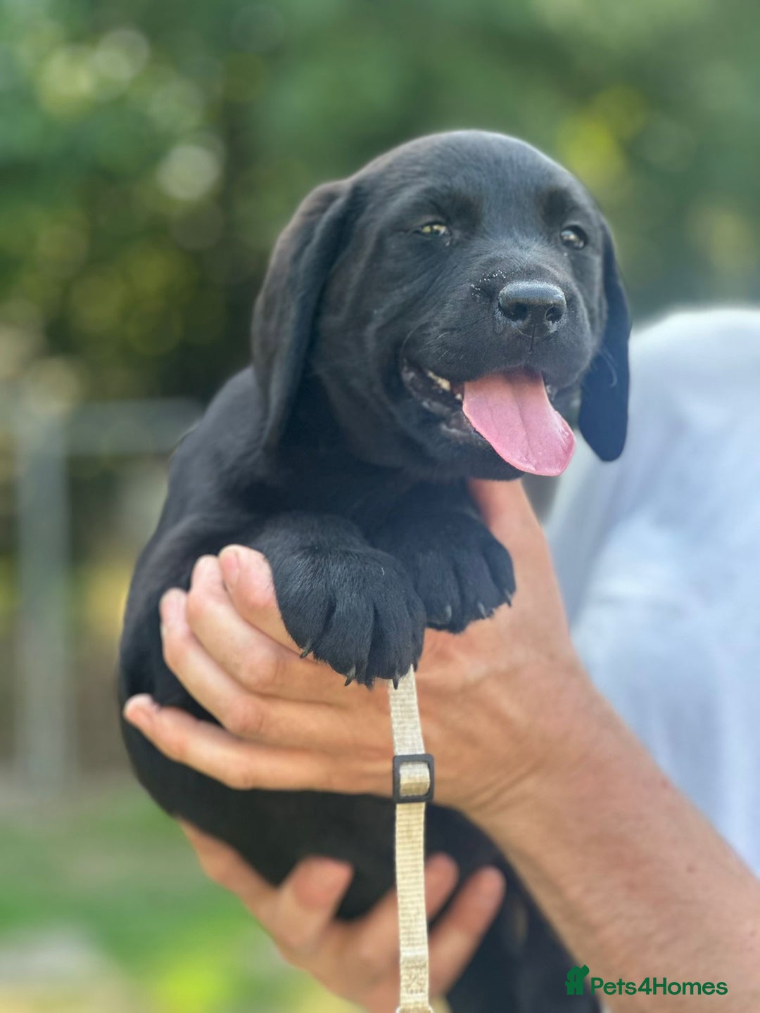 Labrador Retriever dogs for sale: Chunky show type Black Ladrador Puppies - Image 2