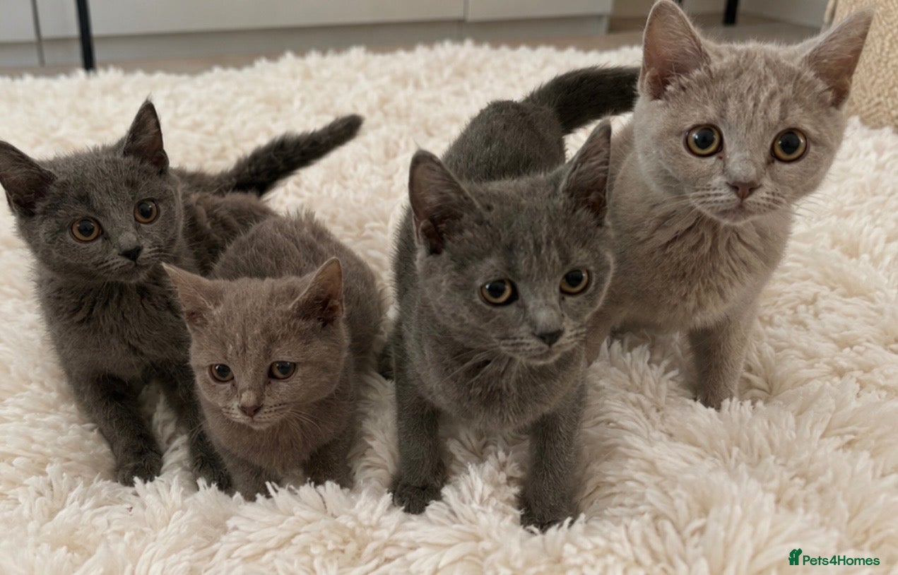 Mixed Breed cats Beautiful British short hair x Russian blue  - Advert 1