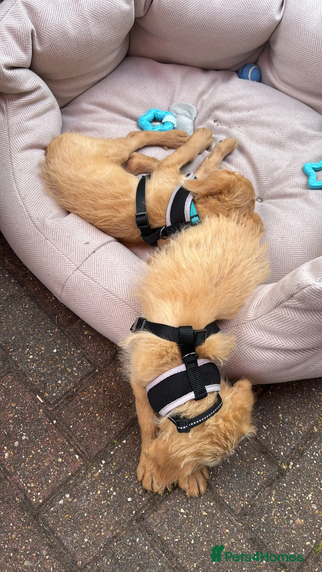 Labradoodle dogs for sale: 2 Male Labradoodle Puppies for sale  - Advert 2