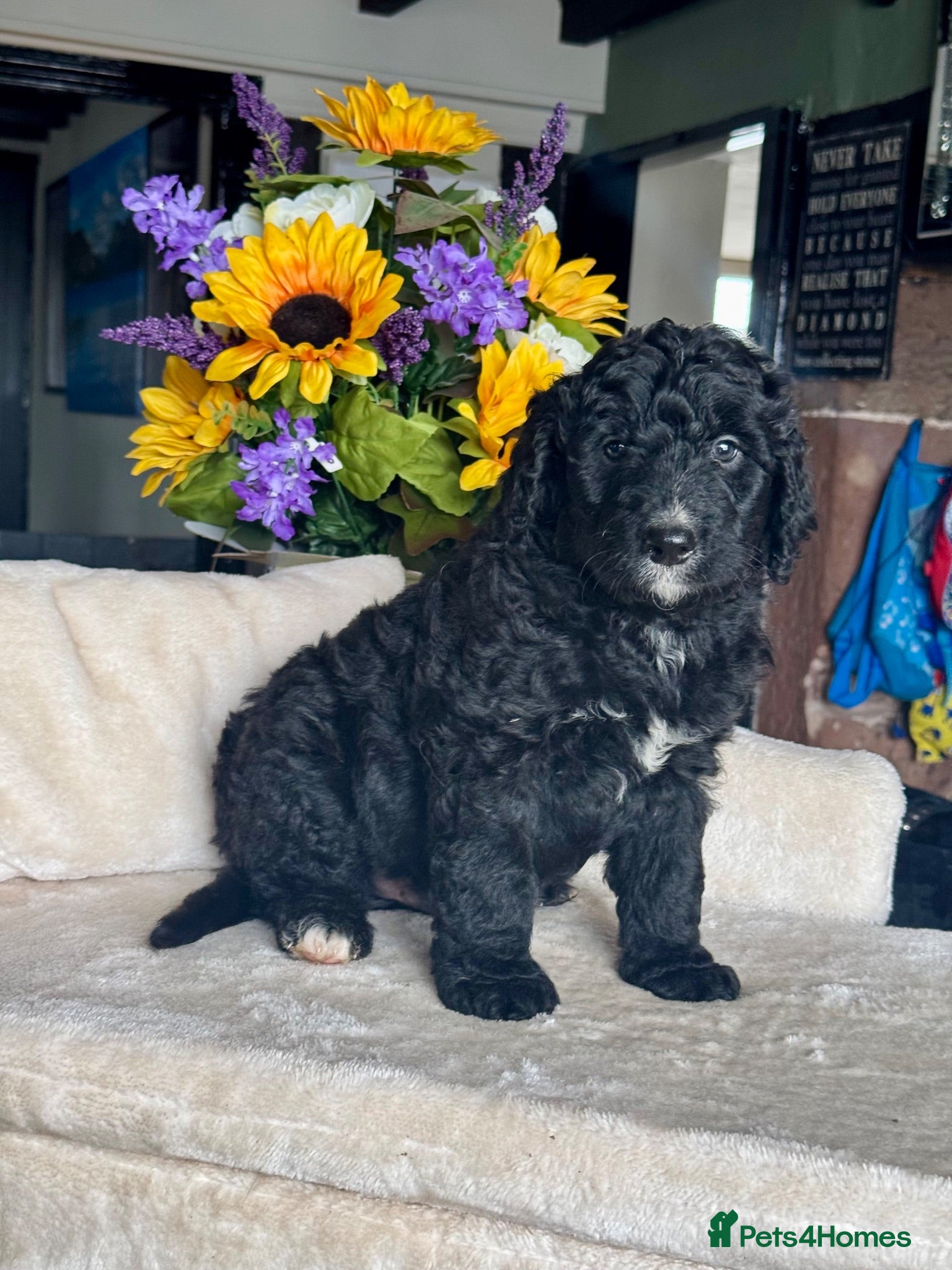 Bernedoodle dogs 2gorgeous medium size bernedoodle puppies  - Advert 1
