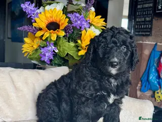 Bernedoodle dogs 2gorgeous medium size bernedoodle puppies - Advert 6
