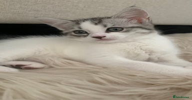 Maine Coon cats - Advert 13