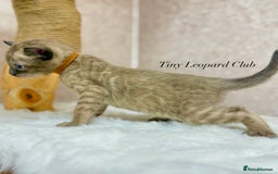 Bengal cats for sale: International Championship, Full Pedigree Bengals - Image 5