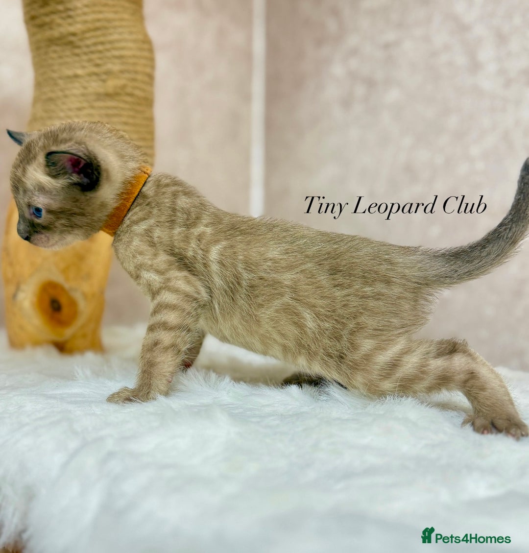 Bengal cats for sale: International Championship, Full Pedigree Bengals - Image 5