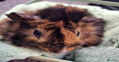 Guinea Pig rodents - Advert 9
