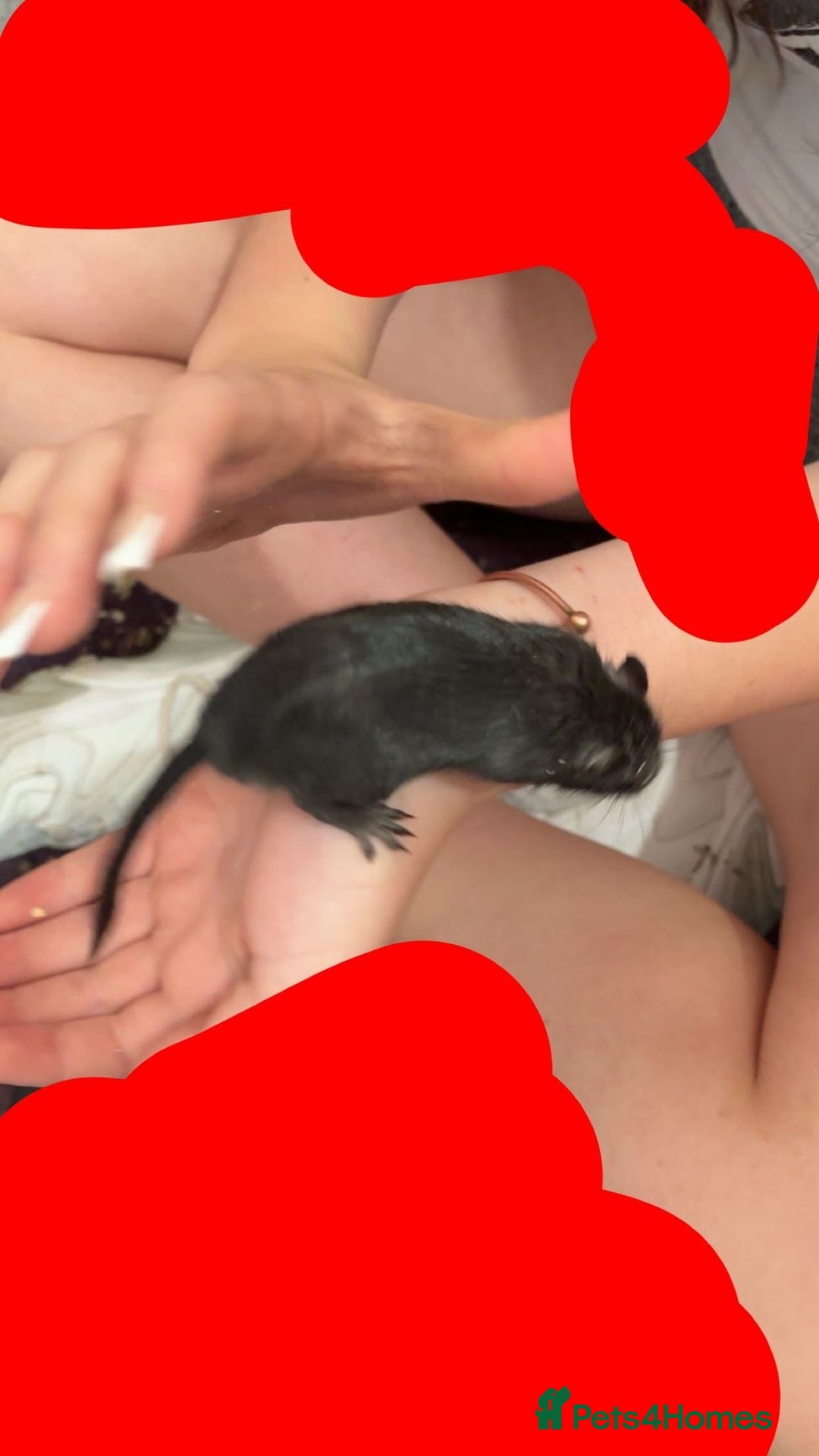 Gerbil rodents for sale: Gerbil for sale - Image 2