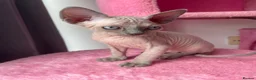 Sphynx cats for sale: Sphynx kittens ready in 3 weeks  - Advert 2