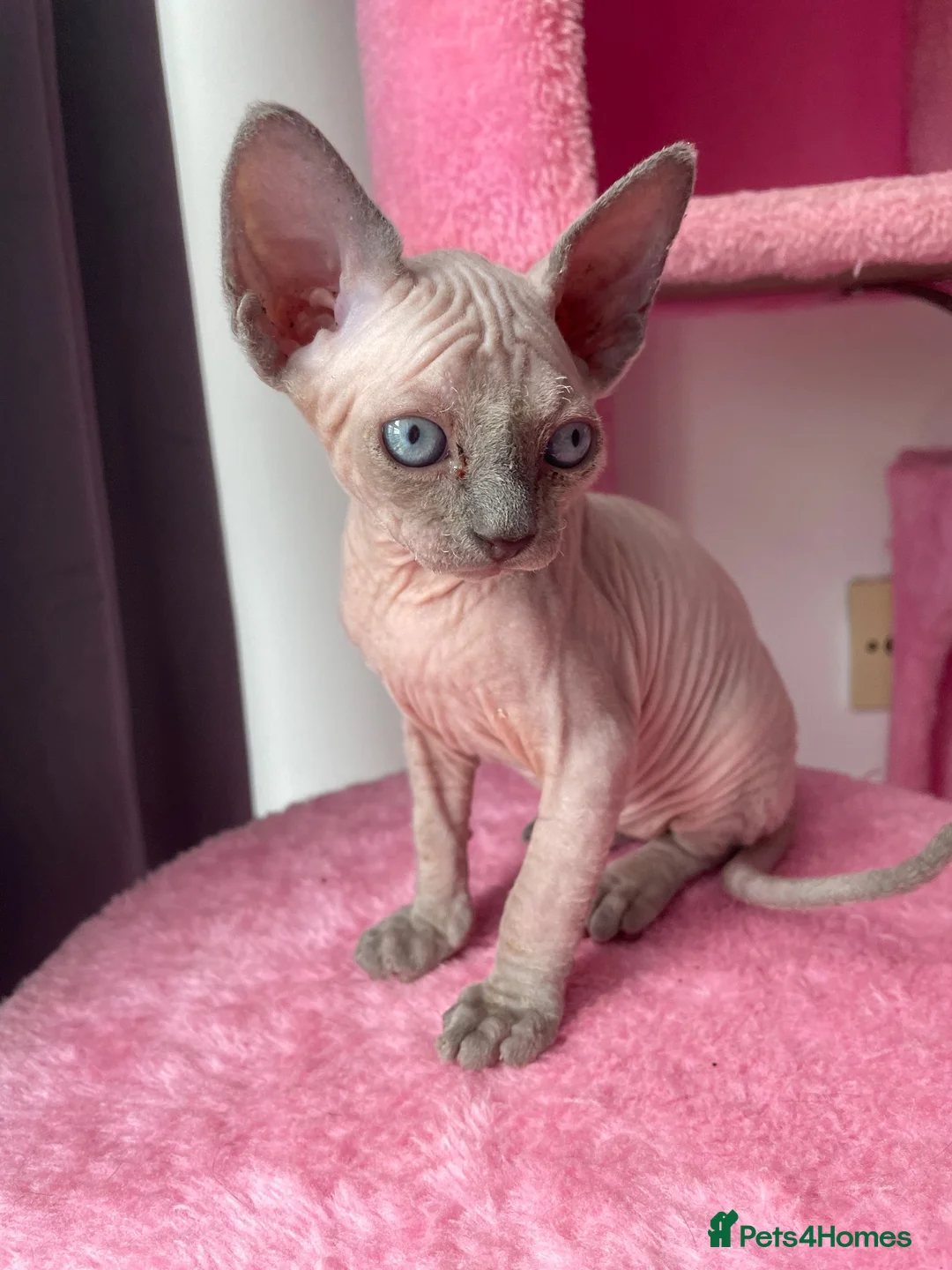 Sphynx cats for sale: Sphynx kittens ready in 3 weeks  - Advert 2